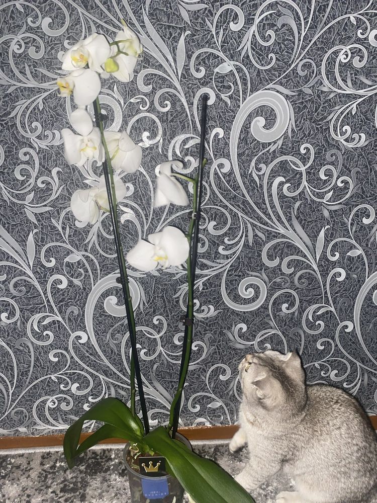 Орхідея Біла, уцінка, орхидея