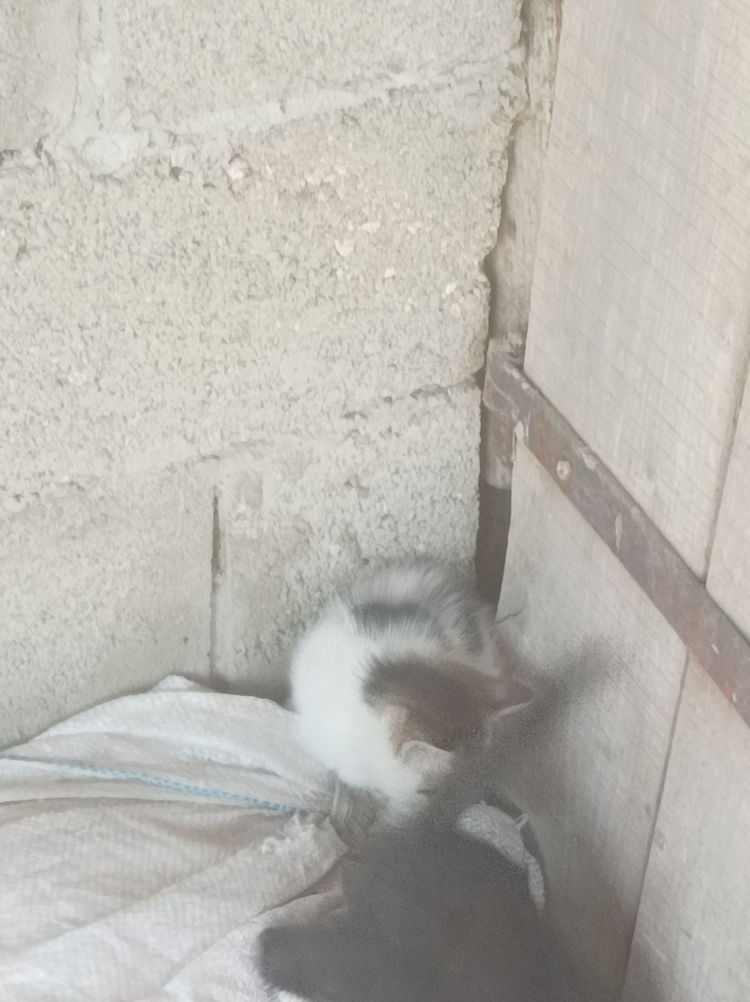 Кошенята в добрі руки безкоштовно