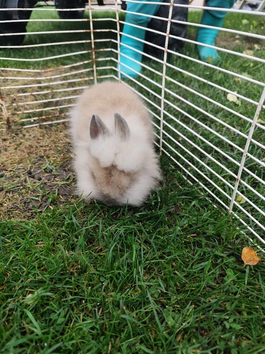 Króliczek miniaturka lwi