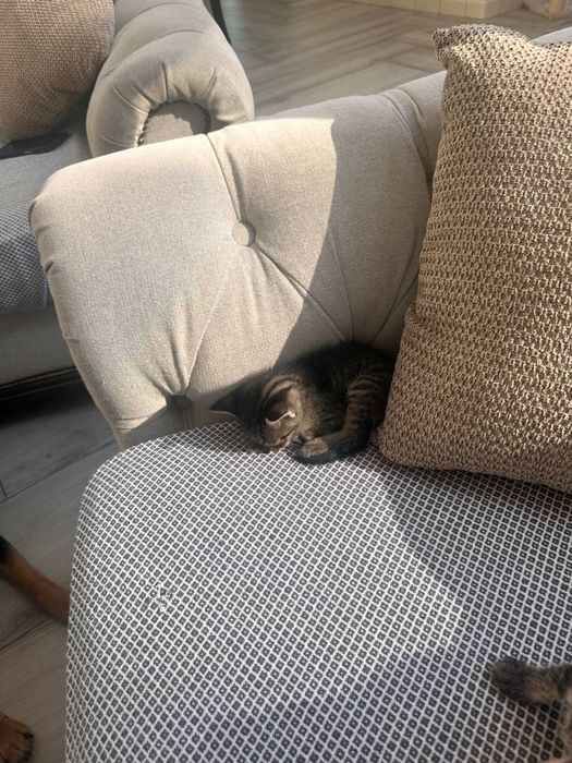 Дівчинка та хлопчик шукають родини (котики, кошенята)