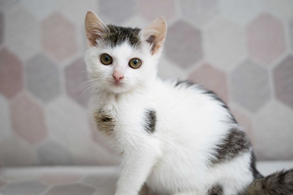 Pyrka - kotka do adopcji
