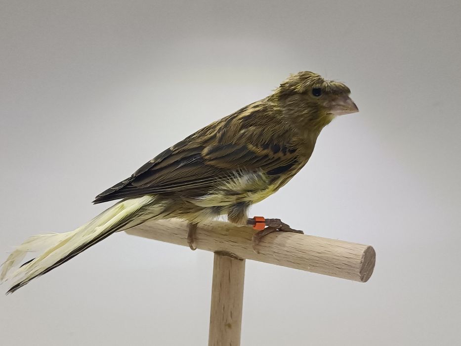 Kanarek kanarki slavujar