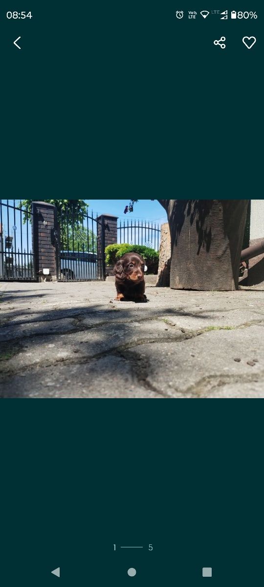 Jamnik miniaturowy długowłosy czekoladowy choco Dachshund Dackel