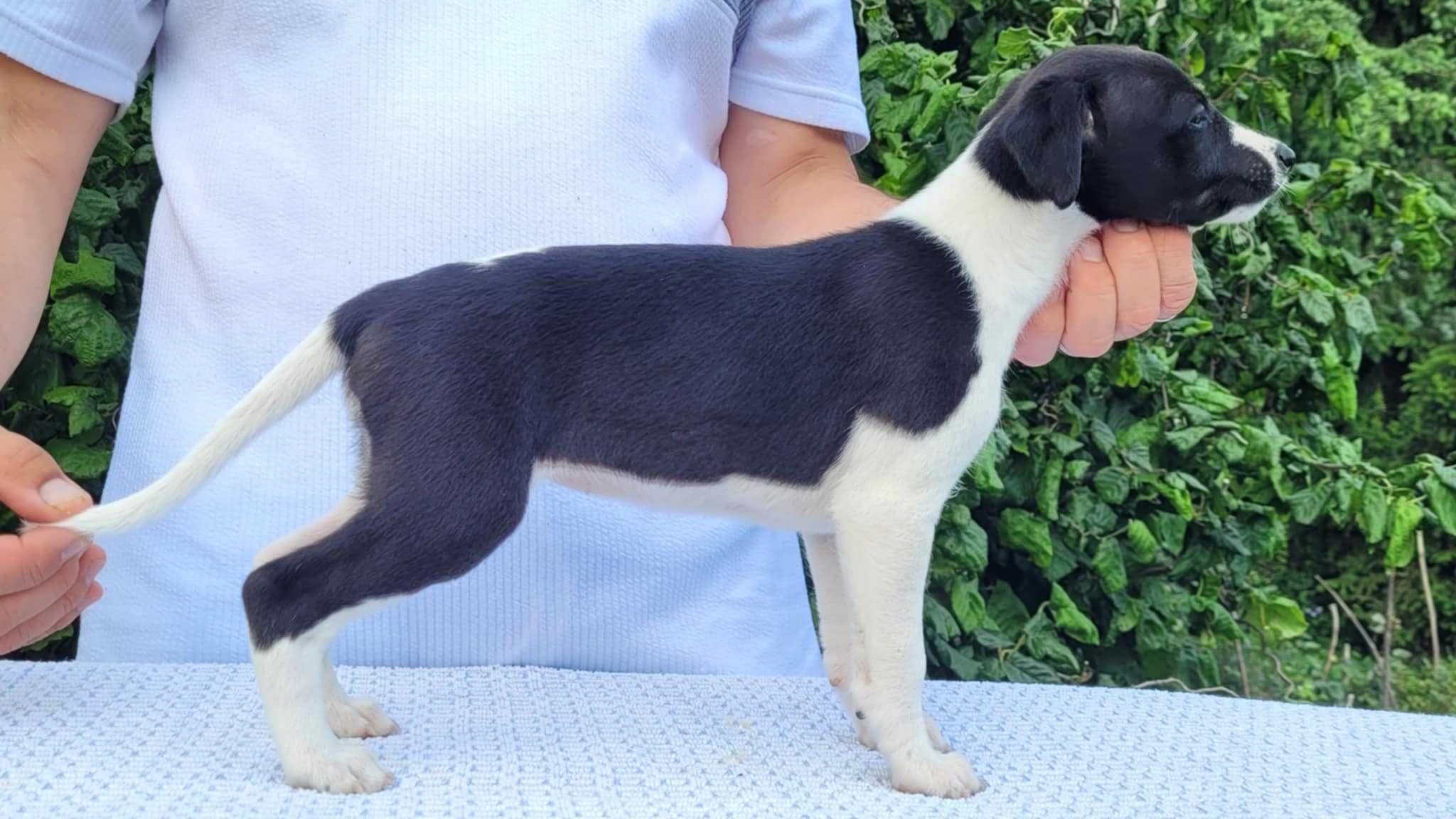 Whippet szczeniak dziewczynka