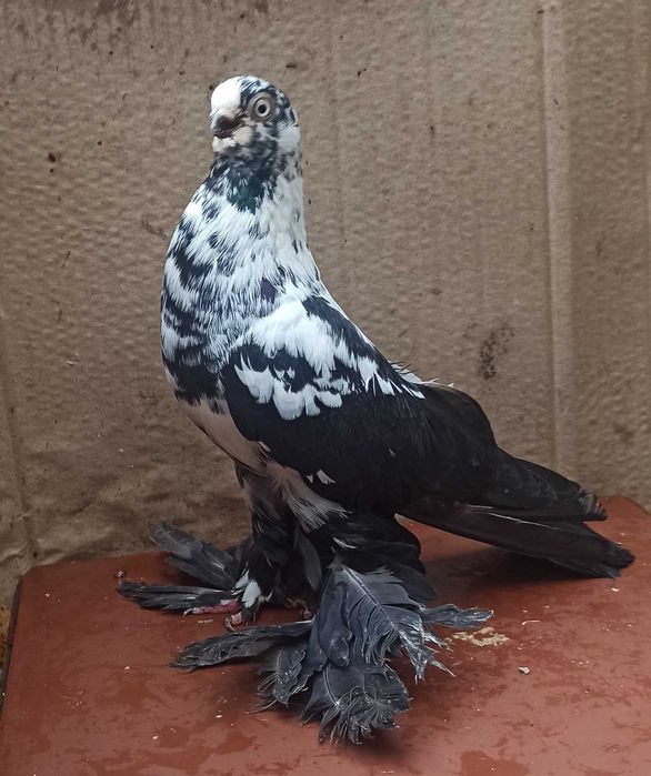 motyl warszawski samiec 2025 rok