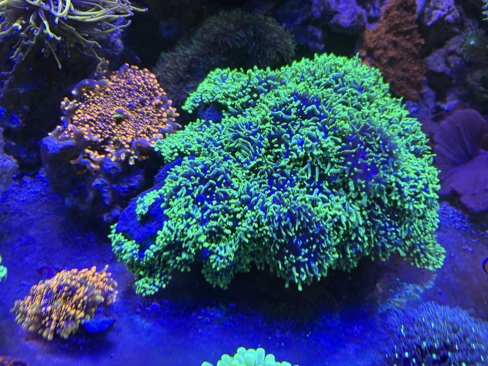 Rhodactis indonesia mega fluo morskie