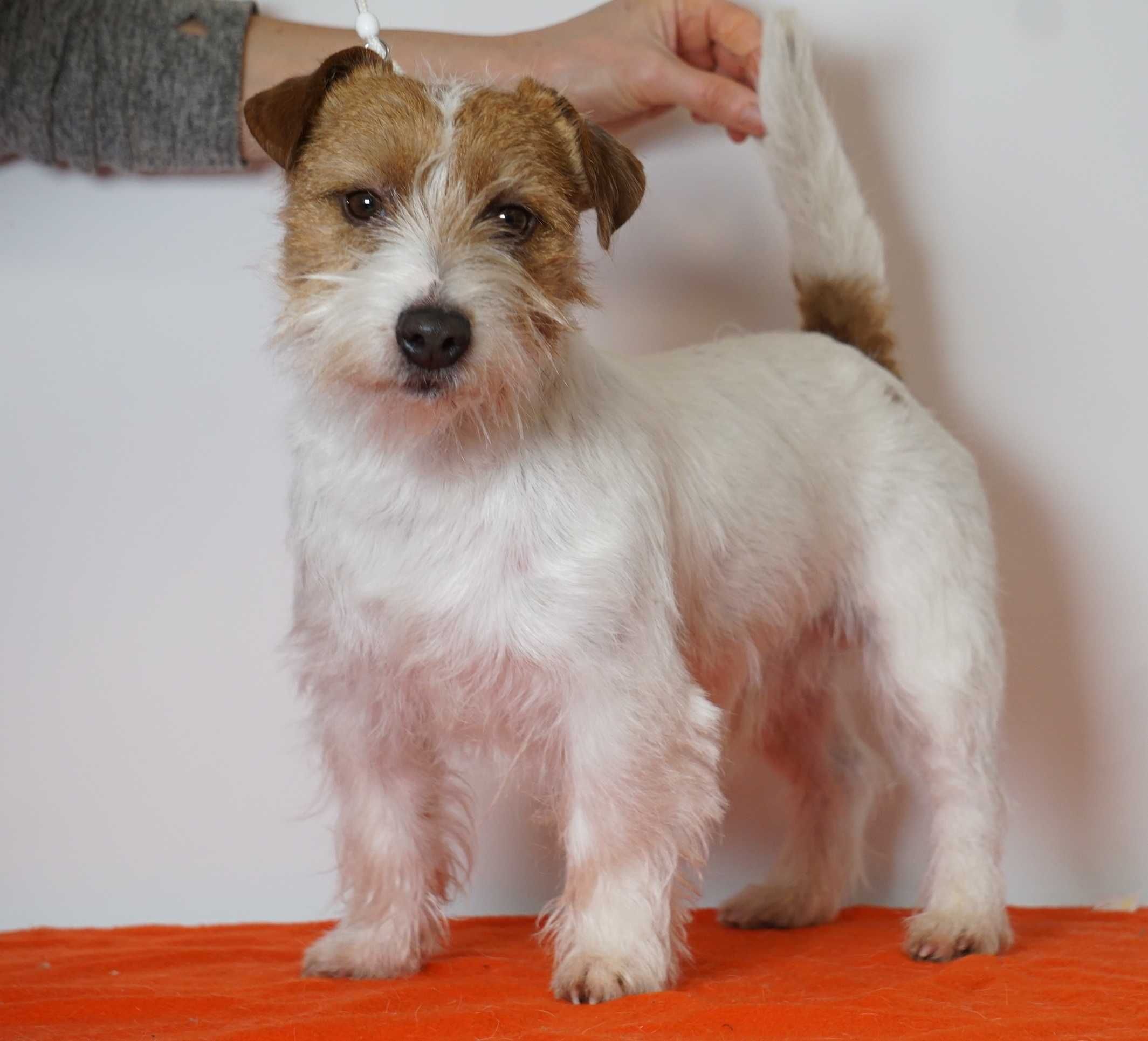 Jack Russell Terrier ZKwP FCI piesek
