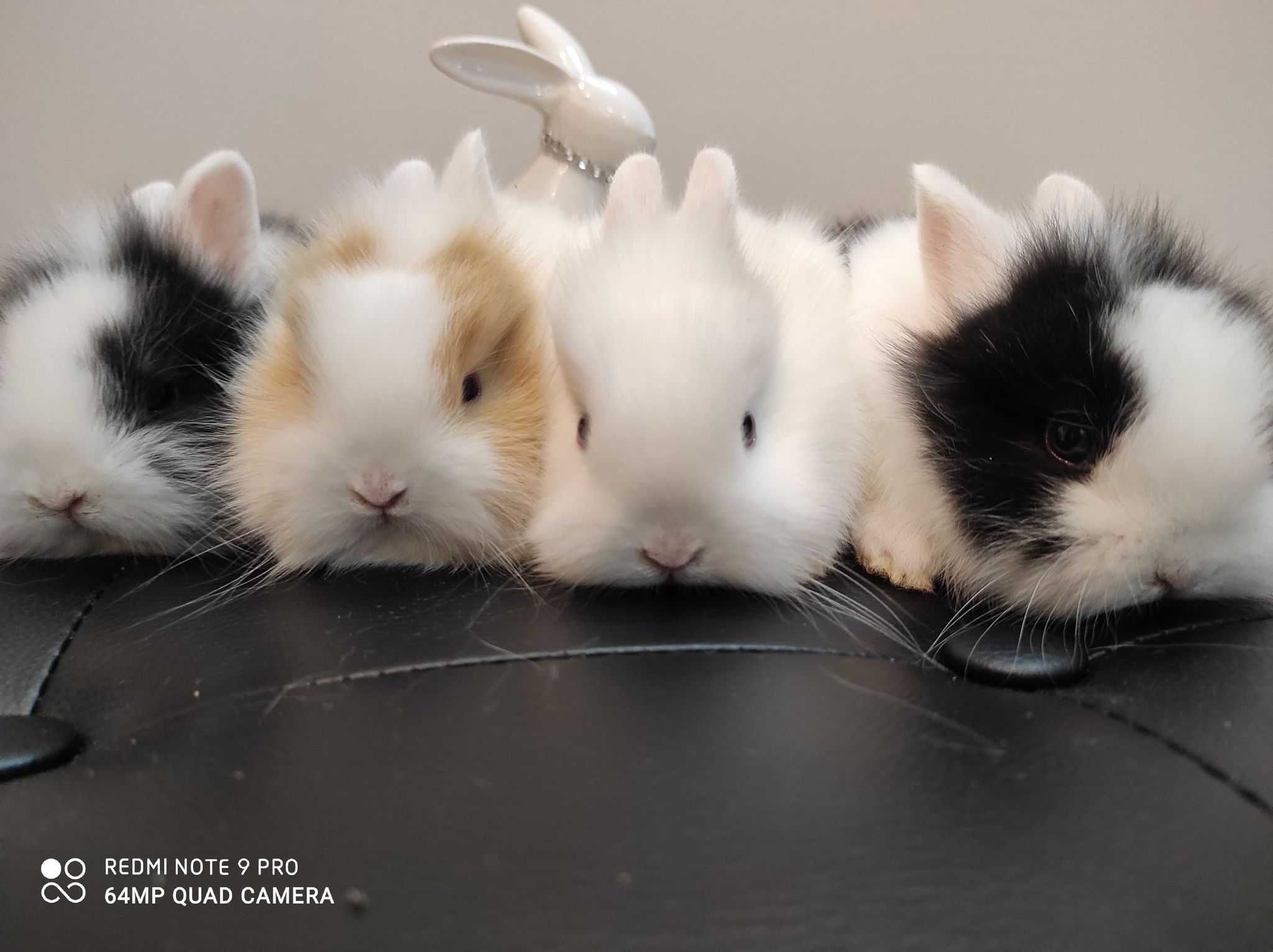 królik miniaturka króliki karzełki  , miniaturki, króliczki