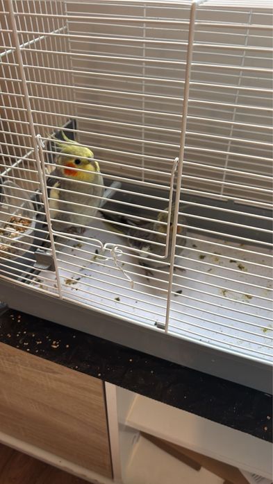 Tenho caturras para venda; saudáveis. Contacte para mais detalhes.