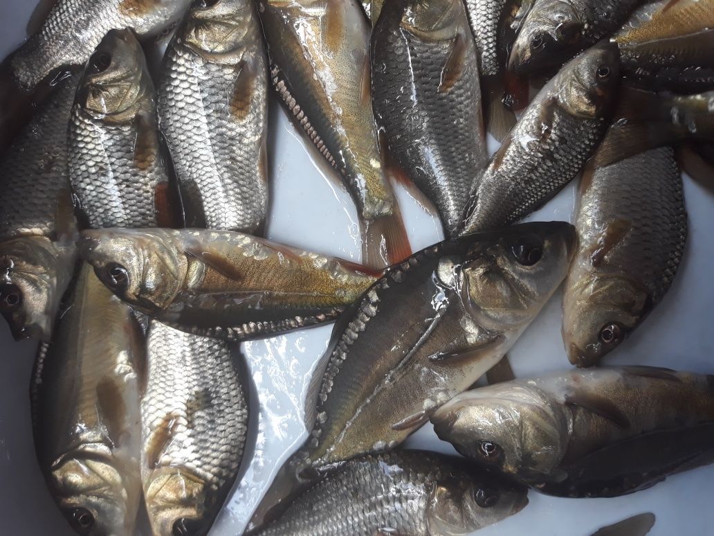 Karp narybek stawowy mi