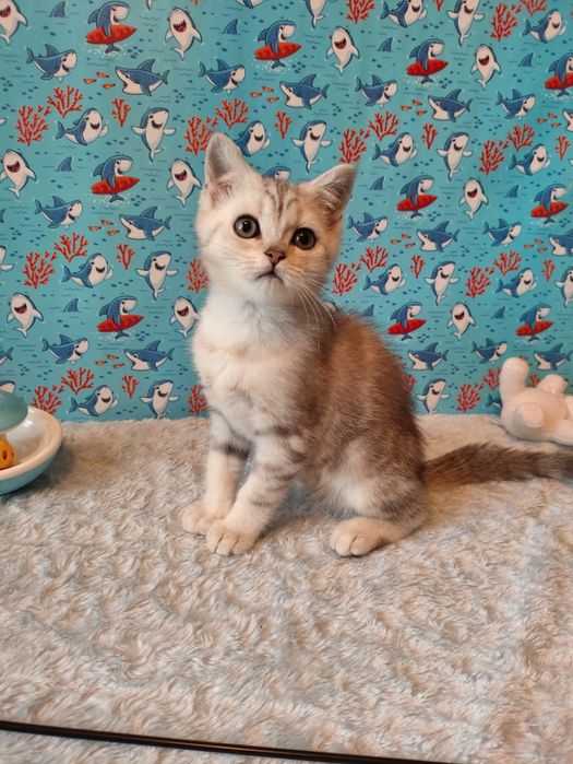 Мальчик серебристый мраморный ns22