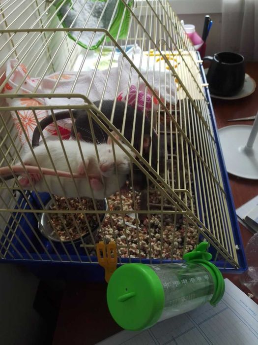 Клітка для щурів,хом'яків, морських свинок тощо