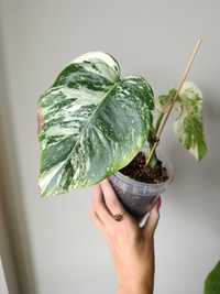 Monstera variegata