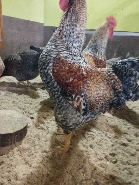 Інкубаційне яйце Білефельдора