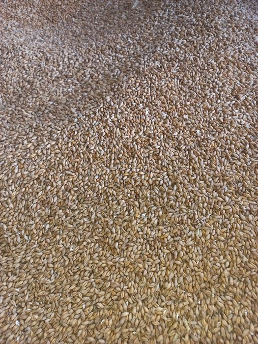 Sprzedam zboże jęczmień, owies