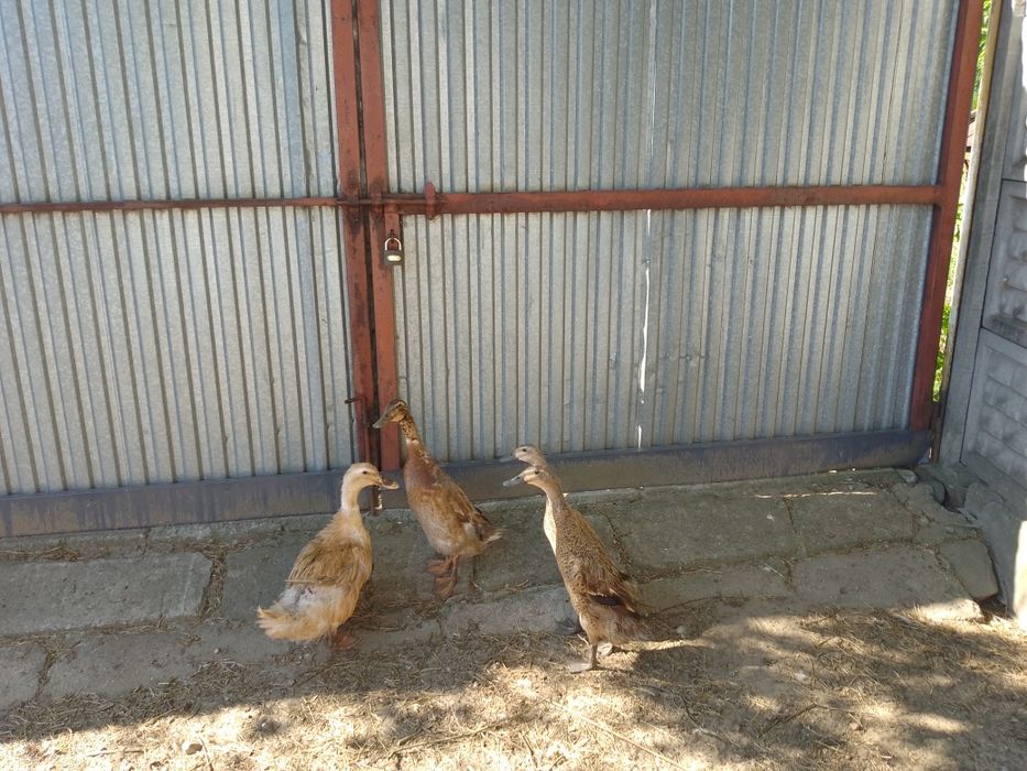 Sprzedam kaczki Bieguski
