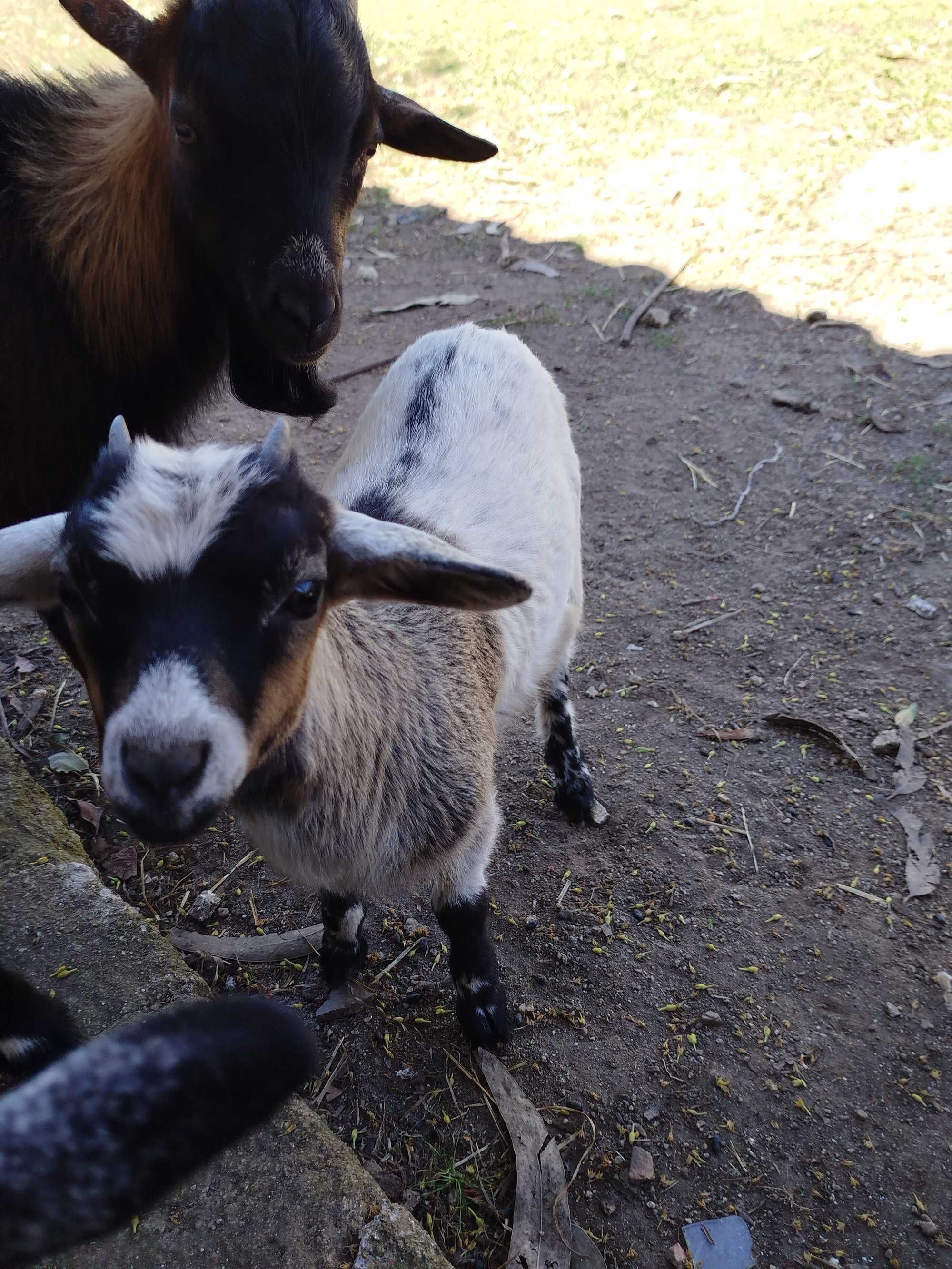 Cabra micro ana casal+cria