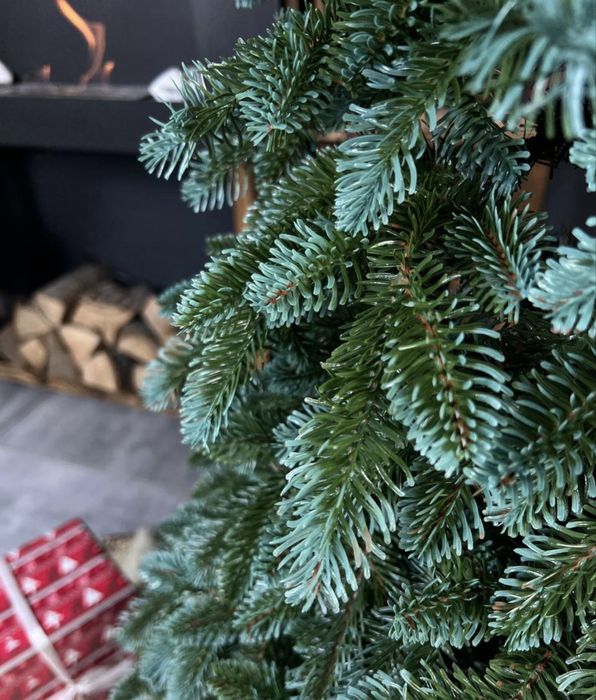 Ялинка лита «Канадська»