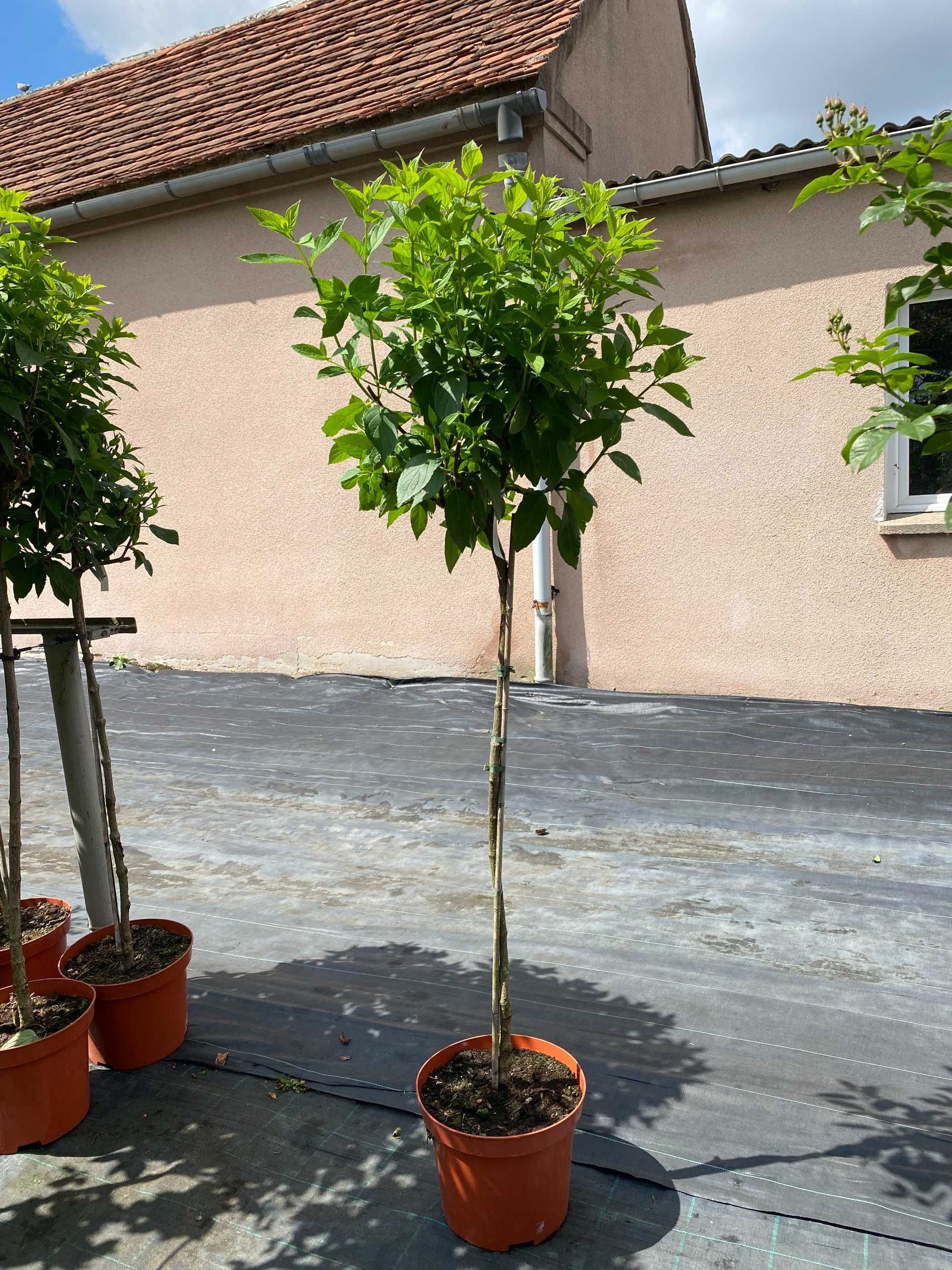 Hortensja bukietowa Pink Diamant Pa 100