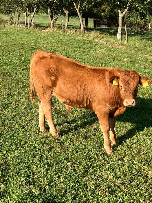 Byczki cielaki cielęta odsaski bydło