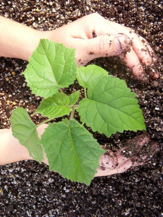 Paulownia Drzewo Tlenowe OXY TREE