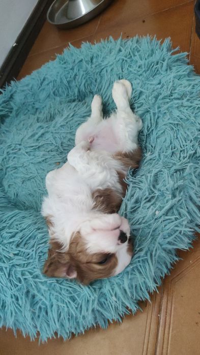 Cavalier King Charles Spaniel
