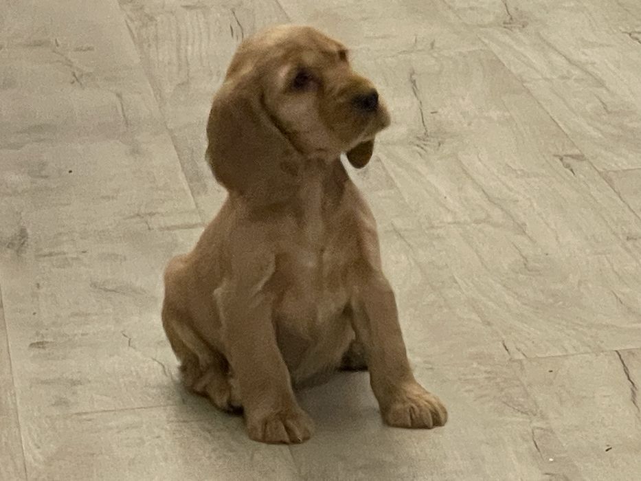 Cocker spaniele szczeniaki