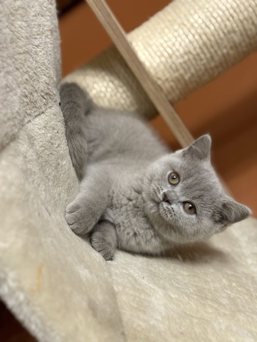 Kotka Brytyjskia Liliowa Koteczka Biszkoptowa Do Odbioru