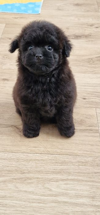 Pomapoo,  suczka,  czarna