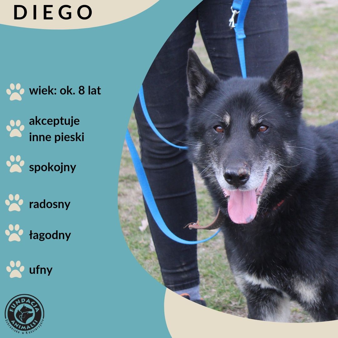 Diego- piękny psiak czeka na dom