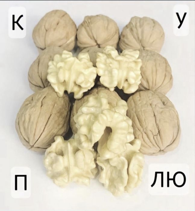 Грецкий орех 2025