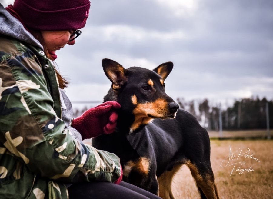 Bingo poleca się do adopcji