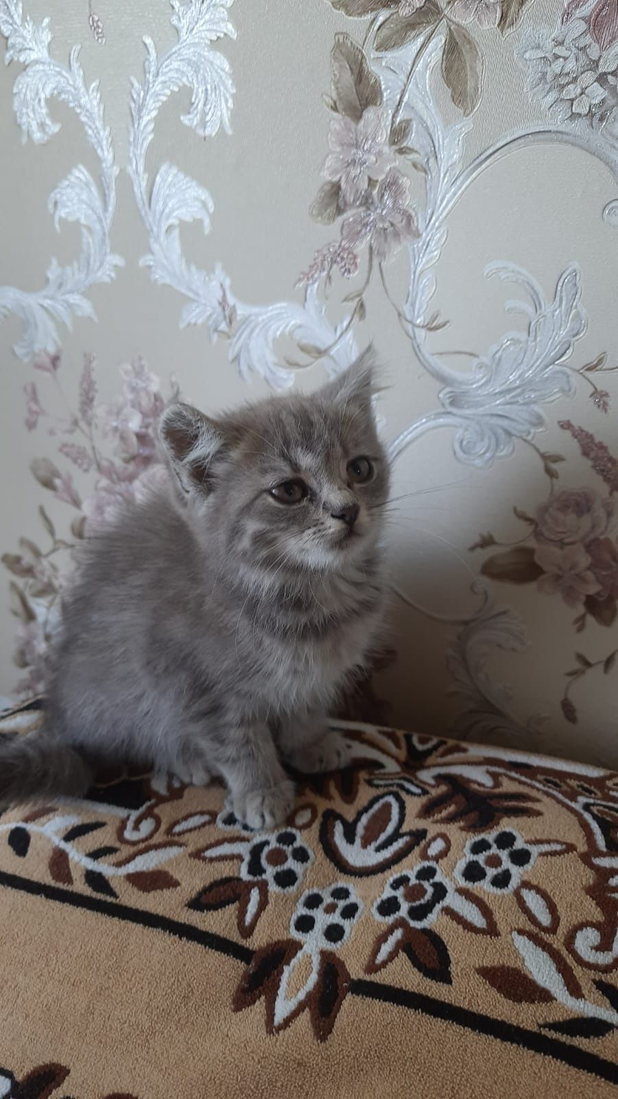 Віддам котиняток