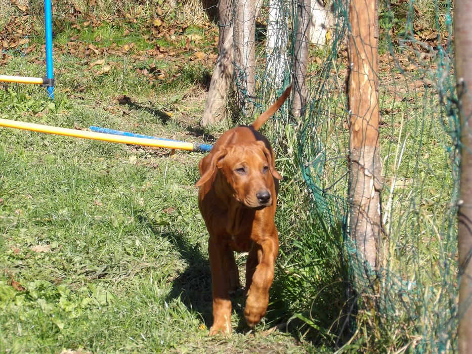 Wystawowa– Ostatnia - Sunia- Rhodesian Ridgeback ZKwP +Paszport