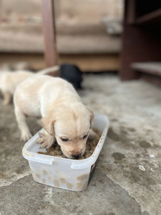 Цуценя лабрадора