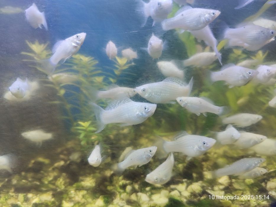 Młode białe molinezje