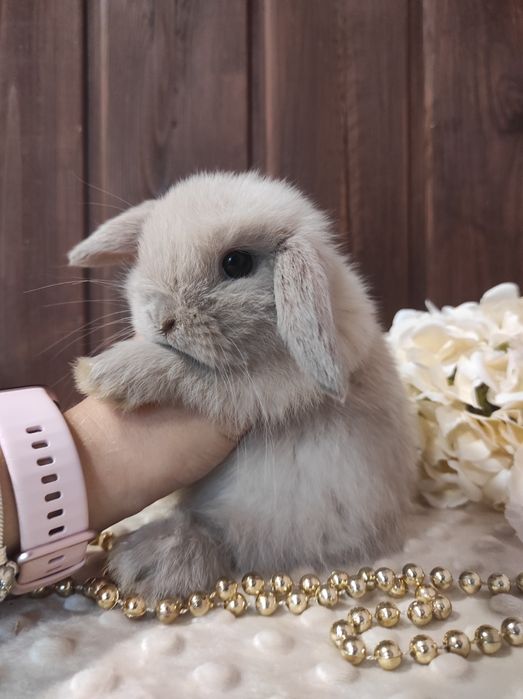 Mini Lopki z WYPRAWKĄ I KSIĄŻECZKĄ Śliczne Malutkie Króliczki