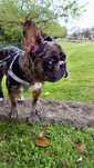 DA-SE bulldog francesa