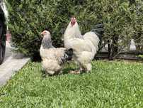 Casal brahma light negro adulto