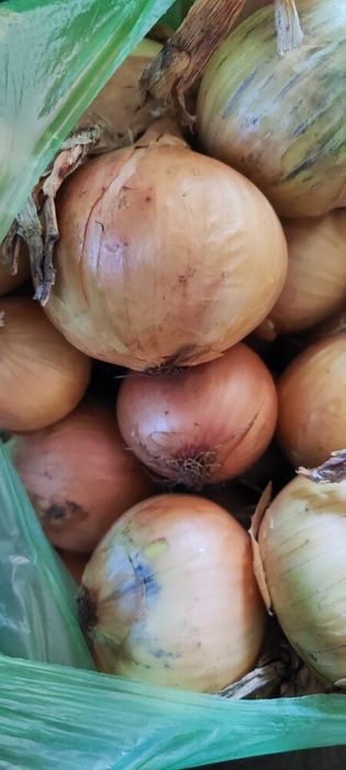 Домашні овочі - картопля, буряк, капуста, морква, цибуля