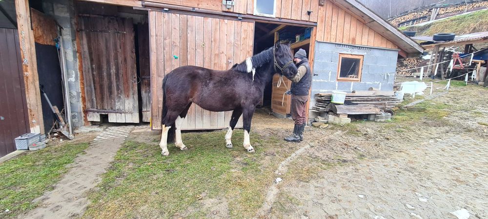 Klacz huculska 4 letnia