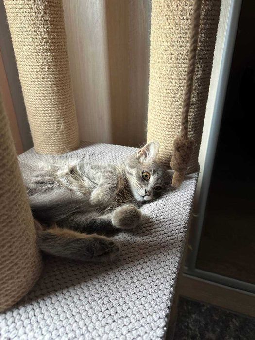 Кошеня шукає дім! м.Київ