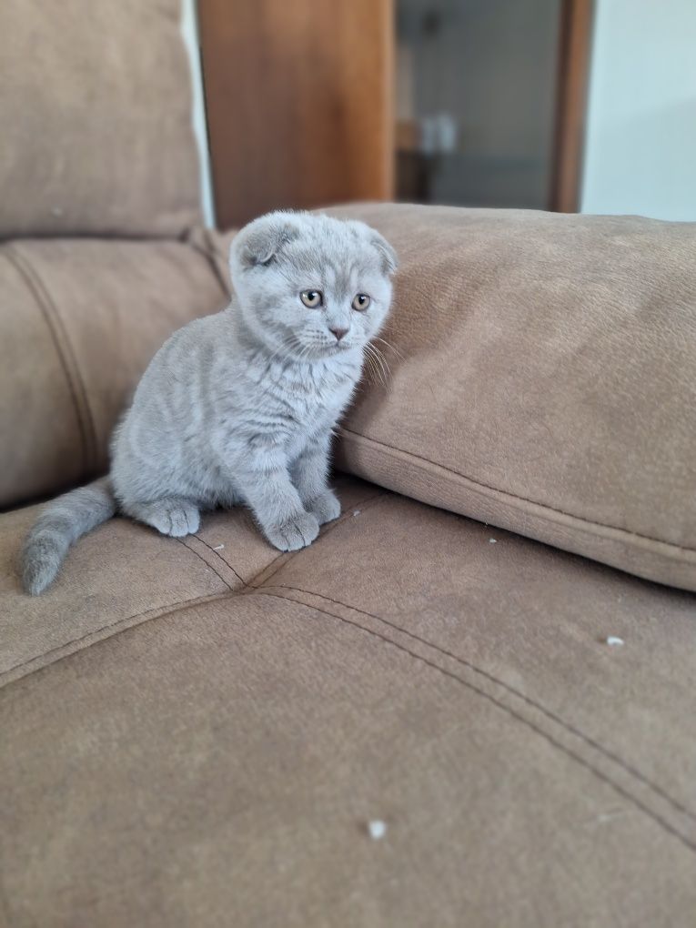 Scottish fold fêmea lilac