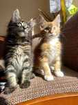 Maine Coon kociaki