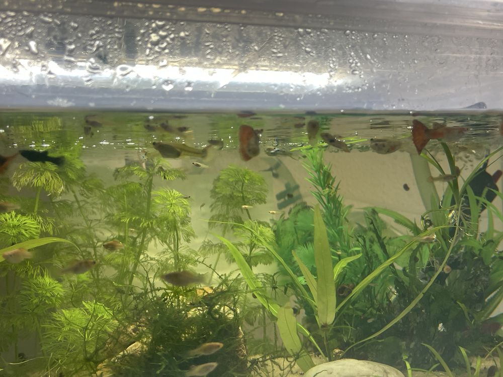 guppys com 1/2/3 mês para venda guppys de linhagem