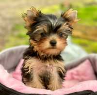 Suczka Yorkshire Terrier FCI