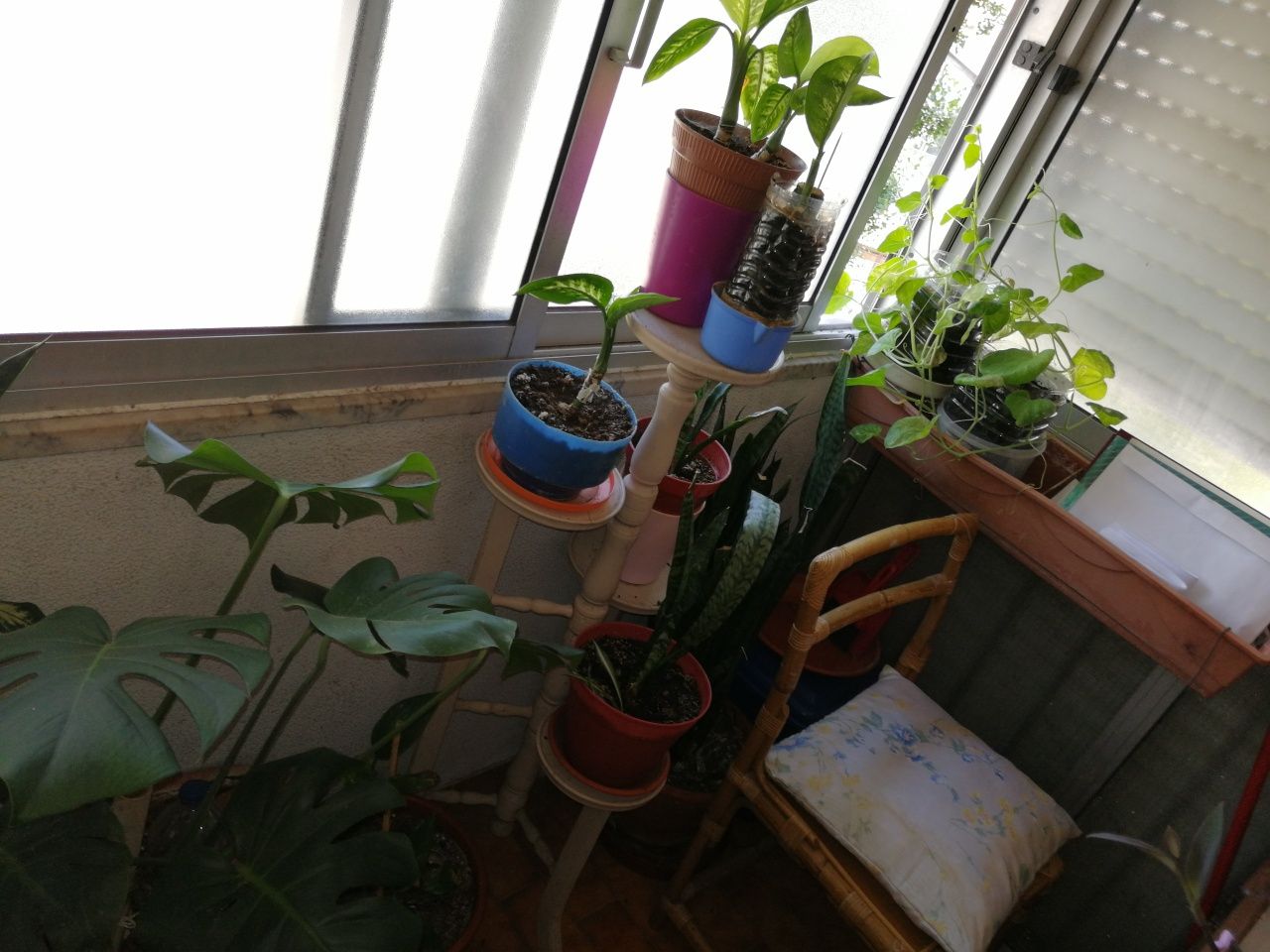 Plantas interior e exterior