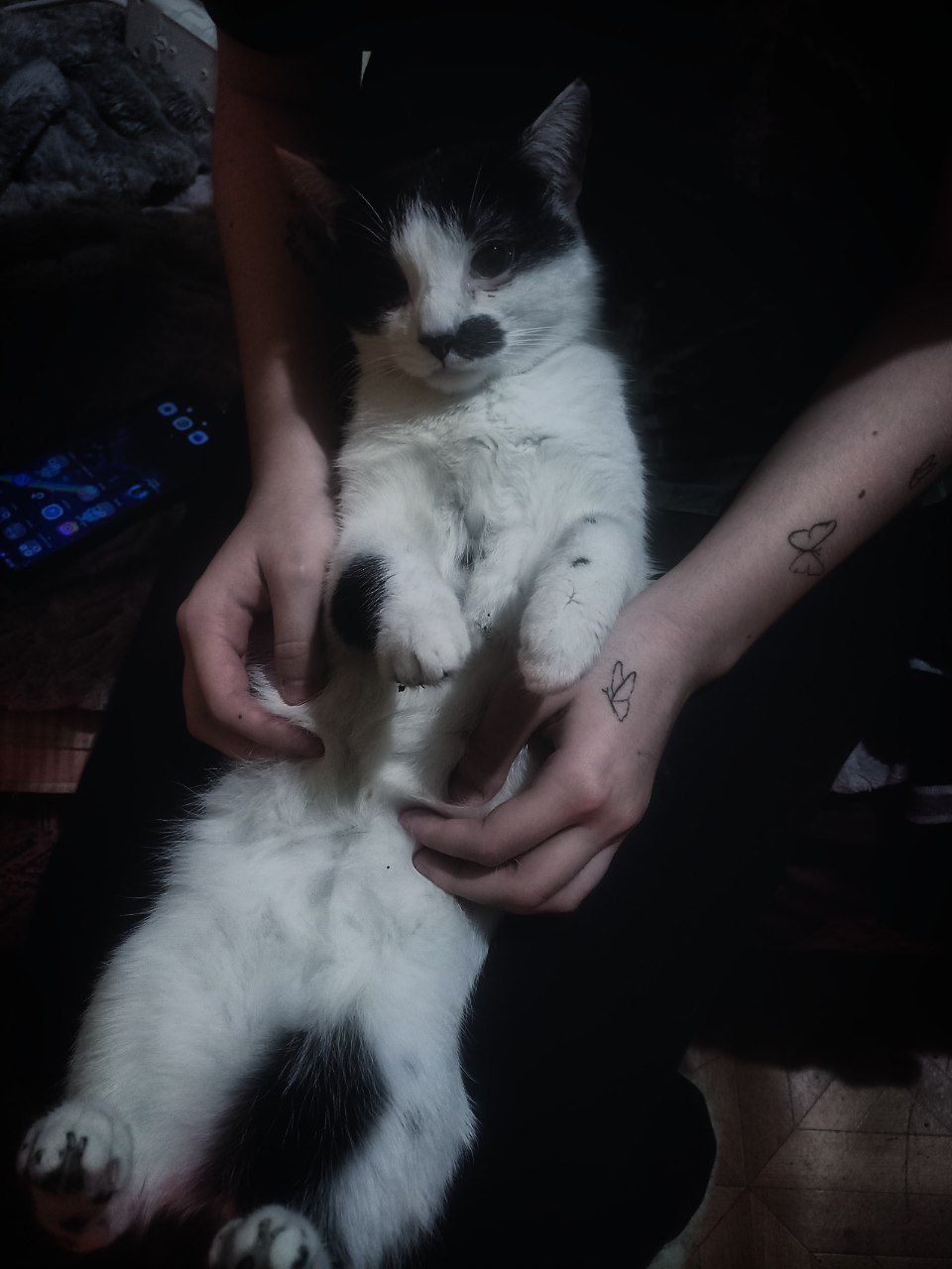 Отдам котика в хорошие руки