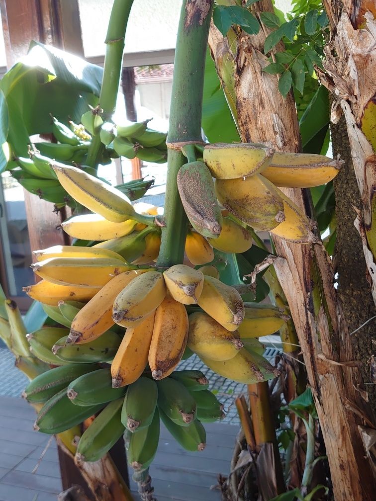 Bananeiras Bananas Fruto (3 = 40,00 EUROS)