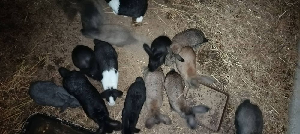 Coelhos para todo tipo. De estimação tb tenho